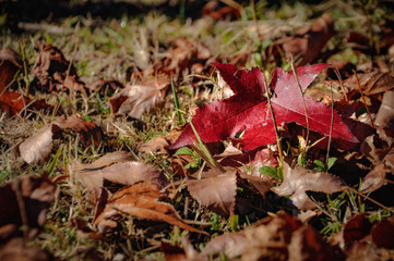 Red leaf