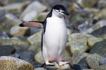 A chinstrap penguin in the South Shetland Islands.