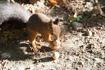 a view of a curious red squirrel