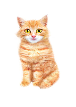 Cute furry orange cat isolated on white background.