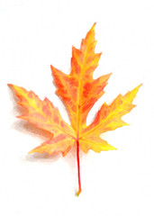 Naklejka na ściany i meble Autumn maple leaf on a white background. Watercolor picture