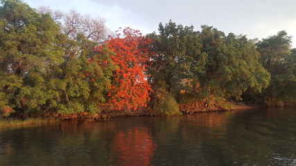 The trees on the bank of the Chobe River