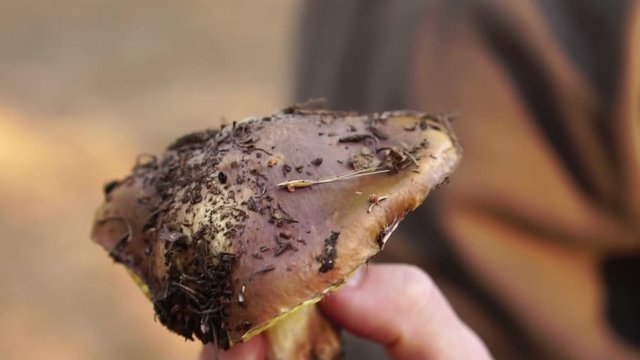forest mushroom oiler in the hands of a man