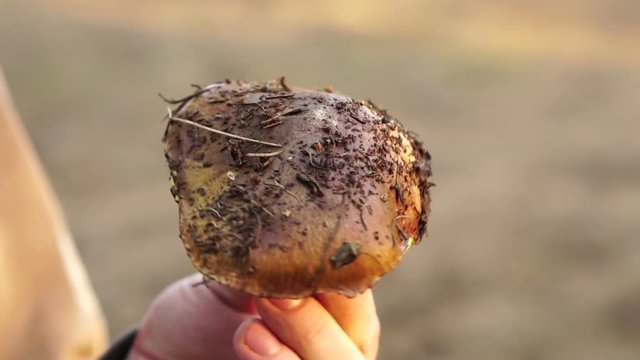 forest mushroom oiler in the hands of a man