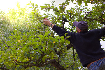 Senior man harvesting apples from the ladder in his garden