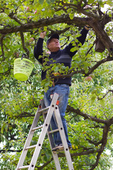Senior man harvesting apples from the ladder in his garden