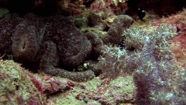 Underwater inhabitants on background of amazing seabed in Maldives. Unique macro video closeupfootage. Abyssal relax diving. Natural aquarium of sea and ocean. Beautiful animals.
