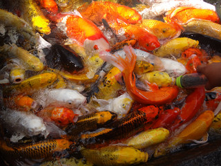 Obraz na płótnie Canvas Hungry Goldfish