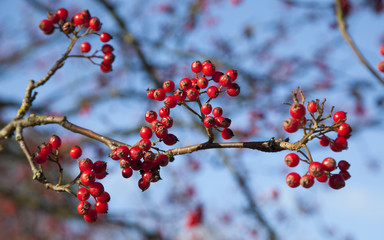 Red rowan berries