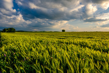 Green wheat field in warm sunshine under dramatic sky, fresh vibrant colors