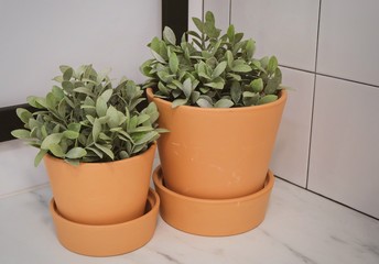Green Artificial Plants in Pottery Flower Pots