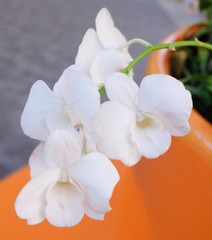 White Streak of Orchid Flowers or Phalaenopsis