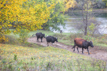 Fototapeta na wymiar autumn landscape with cows