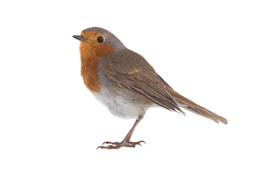 European robin (Erithacus rubecula)