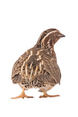wild quail