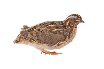 Fototapeta na wymiar wild quail