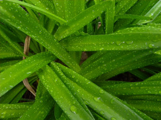 amaryllis leaves in winter with rain drops 