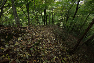 風で落ちた緑の落ち葉が山道を示す