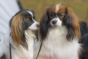 Papillon Dog close-up