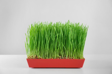 Pot with wheat grass on white background