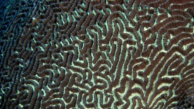 Hard round coral brain in form of ball underwater amazing seabed in Maldives. Unique macro video closeupfootage. Abyssal relax diving. Natural aquarium of sea and ocean. Beautiful animals.