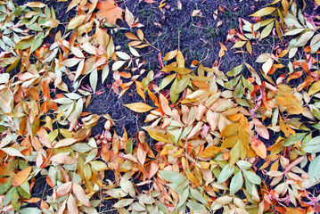 Yellow leaves on rotten grass background