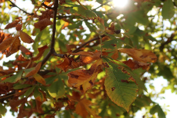 Chestnut leaves