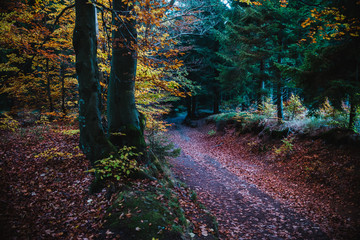 pathway in the autumn forest, colorful trees