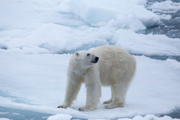 A polar bear looks  back while walking the melting sea ice