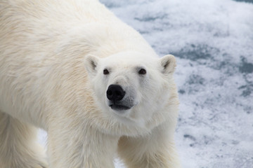 Fototapeta premium Niedźwiedź polarny spogląda w górę, spacerując po topniejącym lodzie morskim