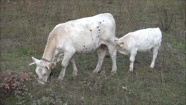 La mucca ed il vitello 1