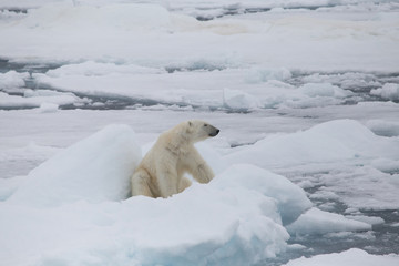 A polar bear on a ice boulder surrounded by melting sea ice.