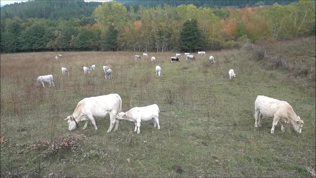 La mucca ed il vitello 2