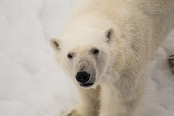 Obraz na płótnie Canvas Polar bear, curious look
