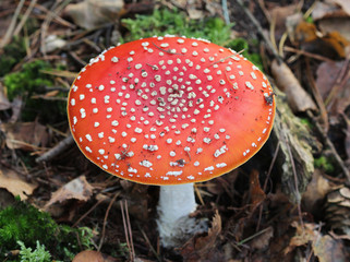 fly agaric (Amanita muscaria)