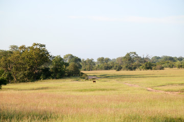Fototapeta na wymiar Kruger National prk landscape