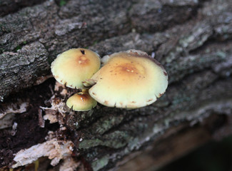 Hypholoma capnoides mushrooms