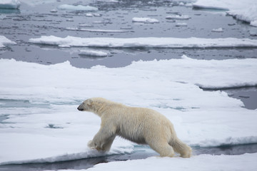 Fototapeta na wymiar A polar jumps an ice flow