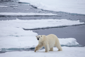 A polar bear on ice.