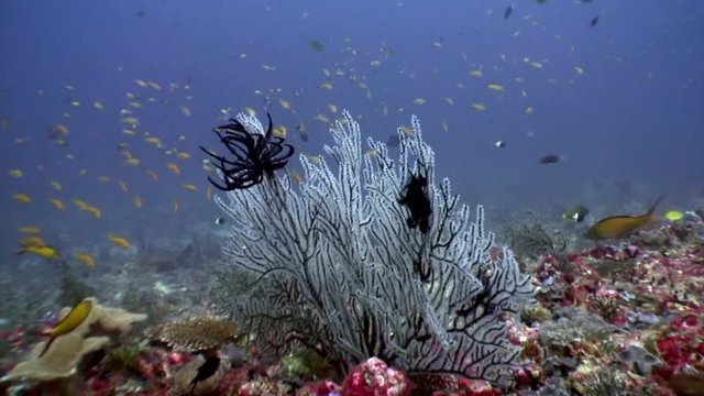 Black sea lily Crinoidea class of echinoderms underwater on seabed in Maldives. Unique macro video closeup footage. Abyssal relax diving. Natural aquarium of ocean. Beautiful unusual amazing animals.