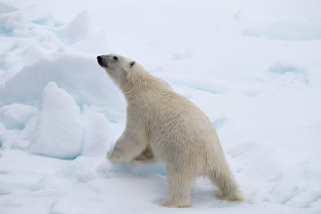 Obraz na płótnie Canvas A polar bear climbs an ice flow