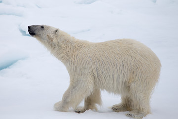 Side view of a polar bear.