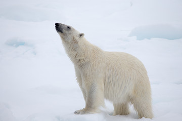 Side view of a polar bear. Neck stretched out.