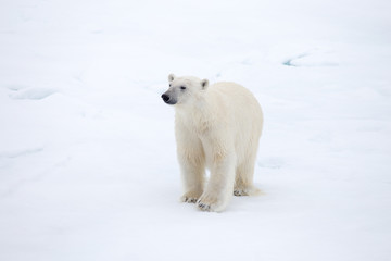 Obraz na płótnie Canvas A Polar bear on ice.