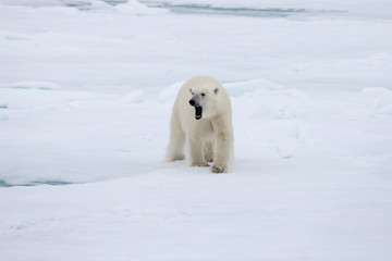 Obraz na płótnie Canvas A polar bear on ice with mouth open.