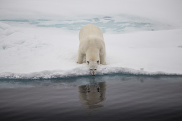 A polar bear on the edge of the sea ice showing reflection