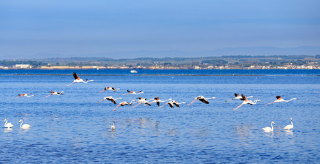 flamants roses de l'étang de thau en vol 
