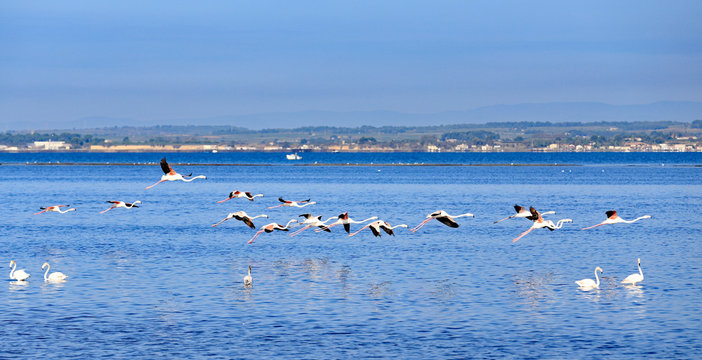 Fototapeta flamants roses de l'étang de thau en vol 