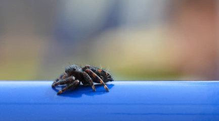 side view of a black and red jumping spider on a blue pole outside