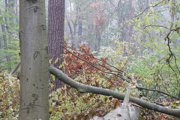 Buntes Herbstlaub in urbanem Wald